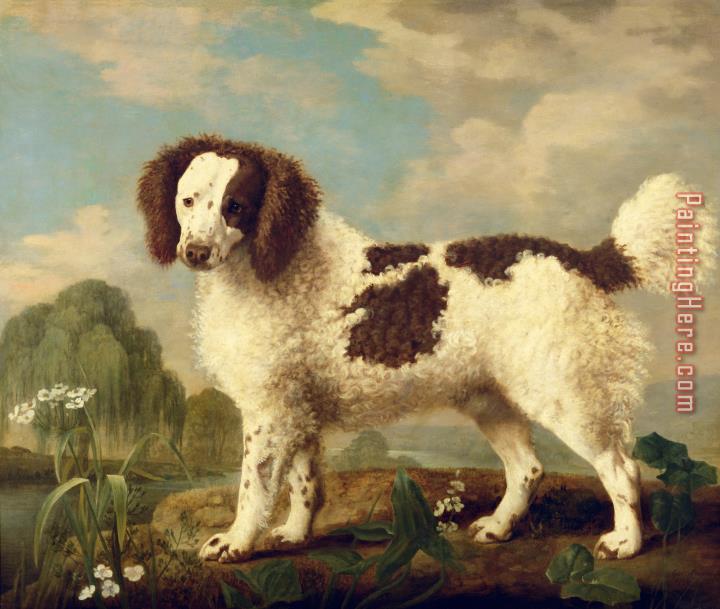 George Stubbs Brown and White Norfolk or Water Spaniel